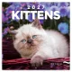 Falinaptár képes lemeznaptár 300x300mm, Kittens Realsystem 2027.