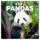 Falinaptár képes lemeznaptár 300x300mm, Pandas Realsystem 2027.