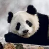 Falinaptár képes lemeznaptár 300x300mm, Pandas Realsystem 2027.