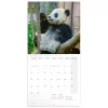 Falinaptár képes lemeznaptár 300x300mm, Pandas Realsystem 2027.