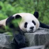 Falinaptár képes lemeznaptár 300x300mm, Pandas Realsystem 2027.