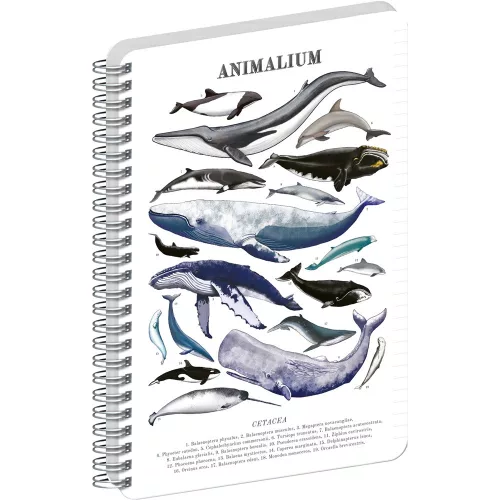 Jegyzetfüzet ikerspirálos Animalium – Marine Life, vonalas, 14,8x21cm A5, Presco