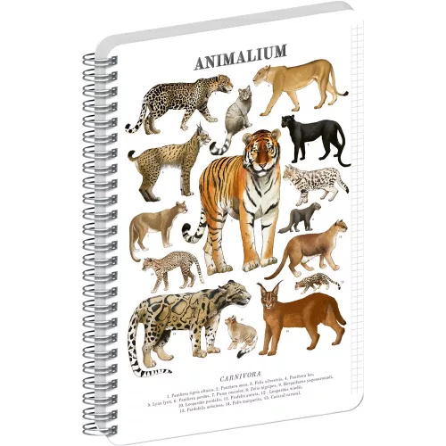 Jegyzetfüzet ikerspirálos Animalium – Felines, négyzethálós, 21x29,7cm A4, Presco